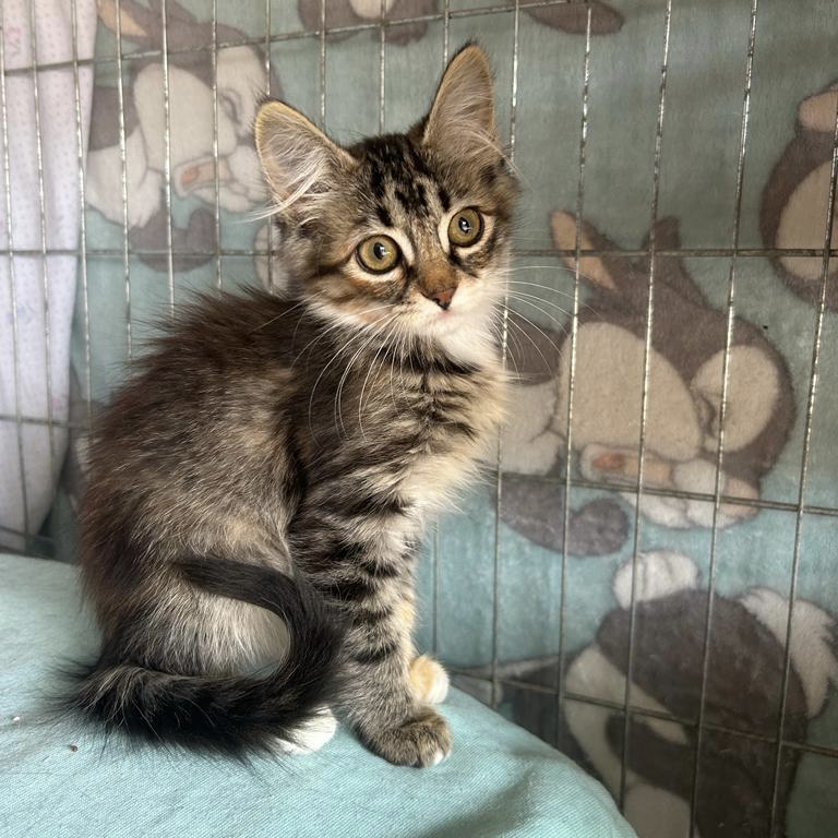 Kitten Carla & Betzi