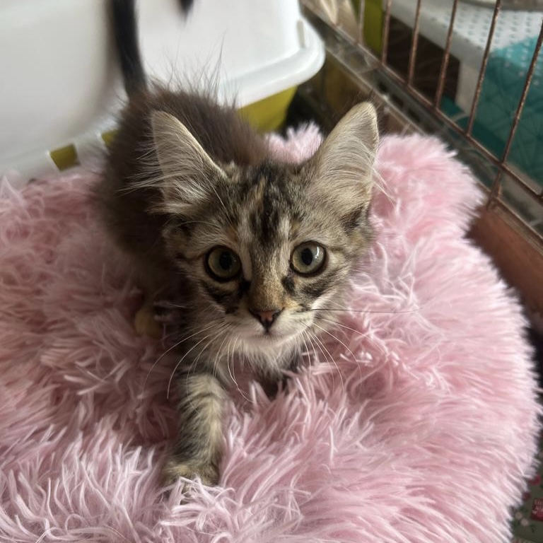 Kitten Carla & Betzi