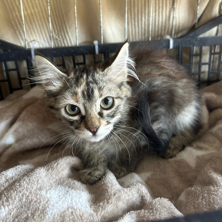Kitten Carla & Betzi