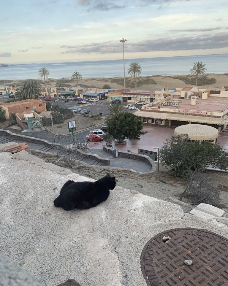Die Katzen auf Gran Canaria