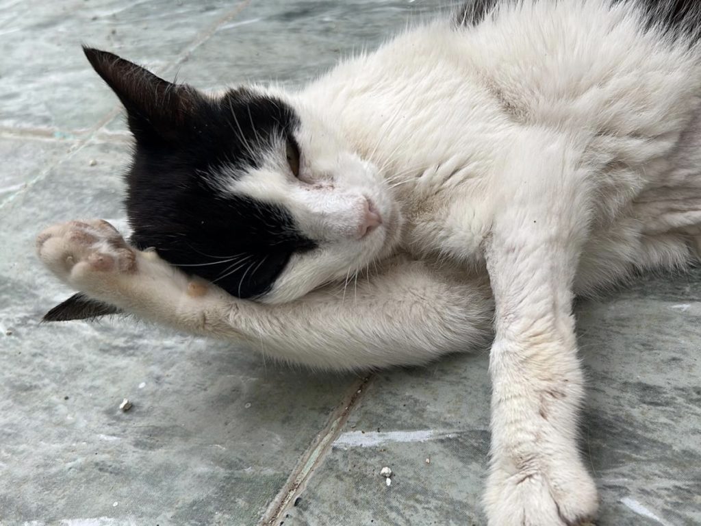 FIP-Kämpferin Frida-Pebbles