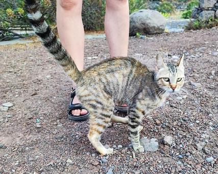 Die Katzenmama in den Bergen