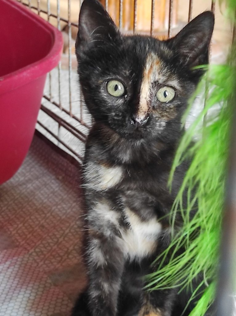 Das Kitten sicher auf der Finca