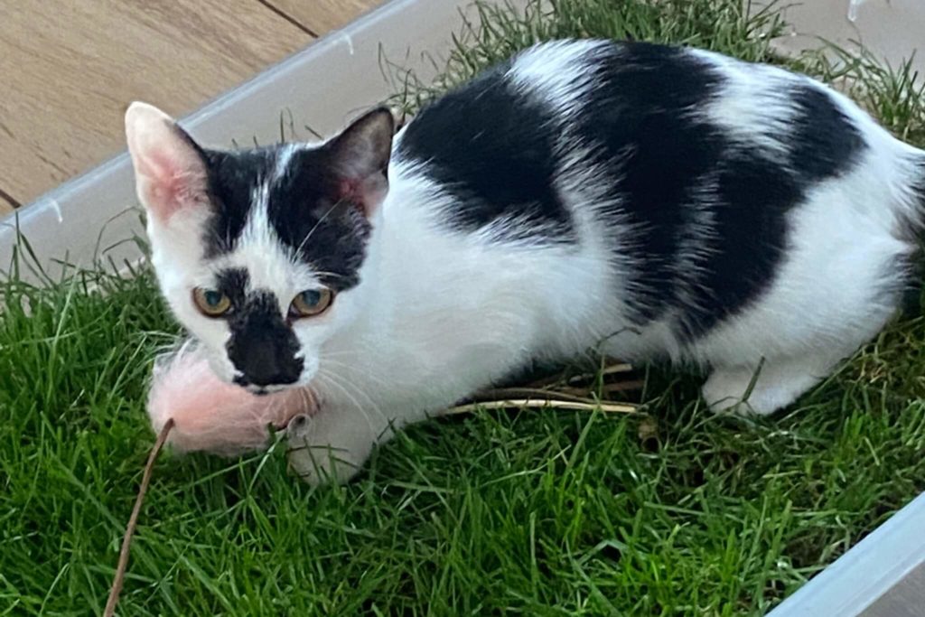 Grasbett fuer Katzen