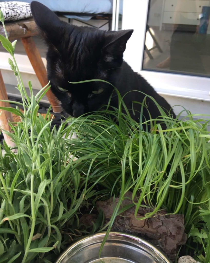 Katzengras