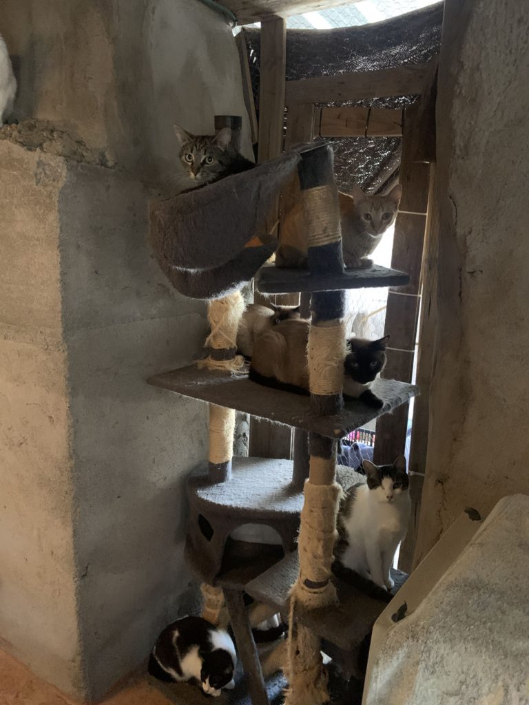 Schüchterne Katzen
