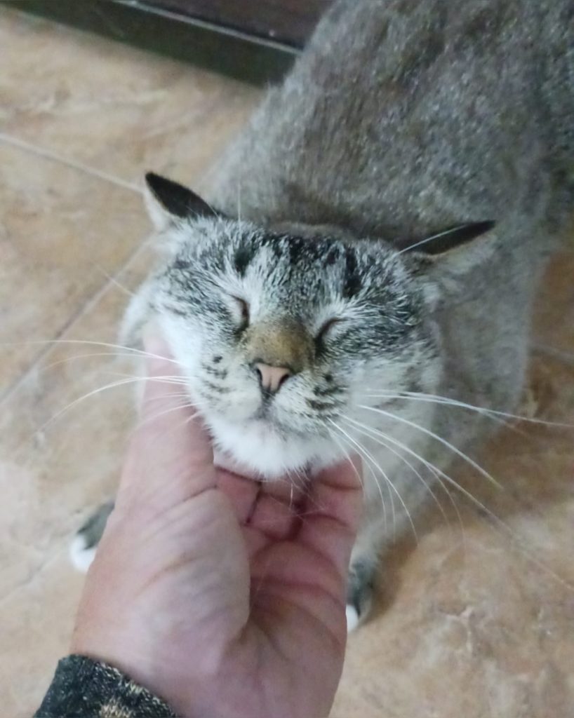 Siam-Mix Wanda