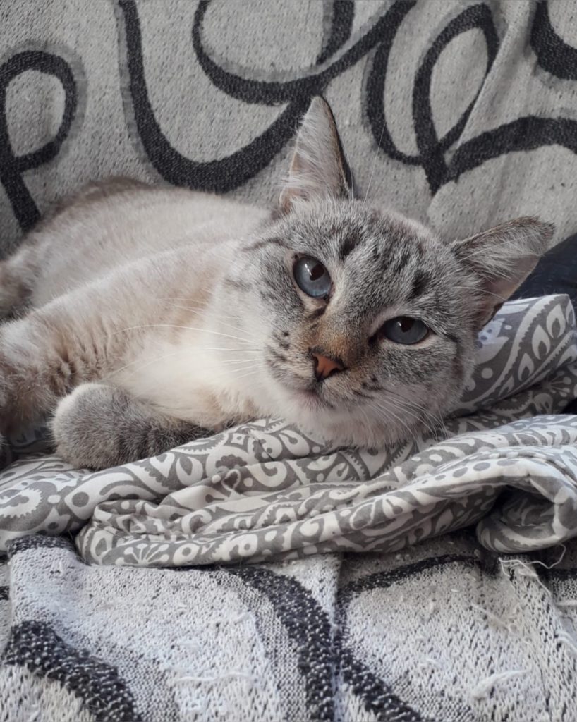 Siam-Mix Katze Wanda