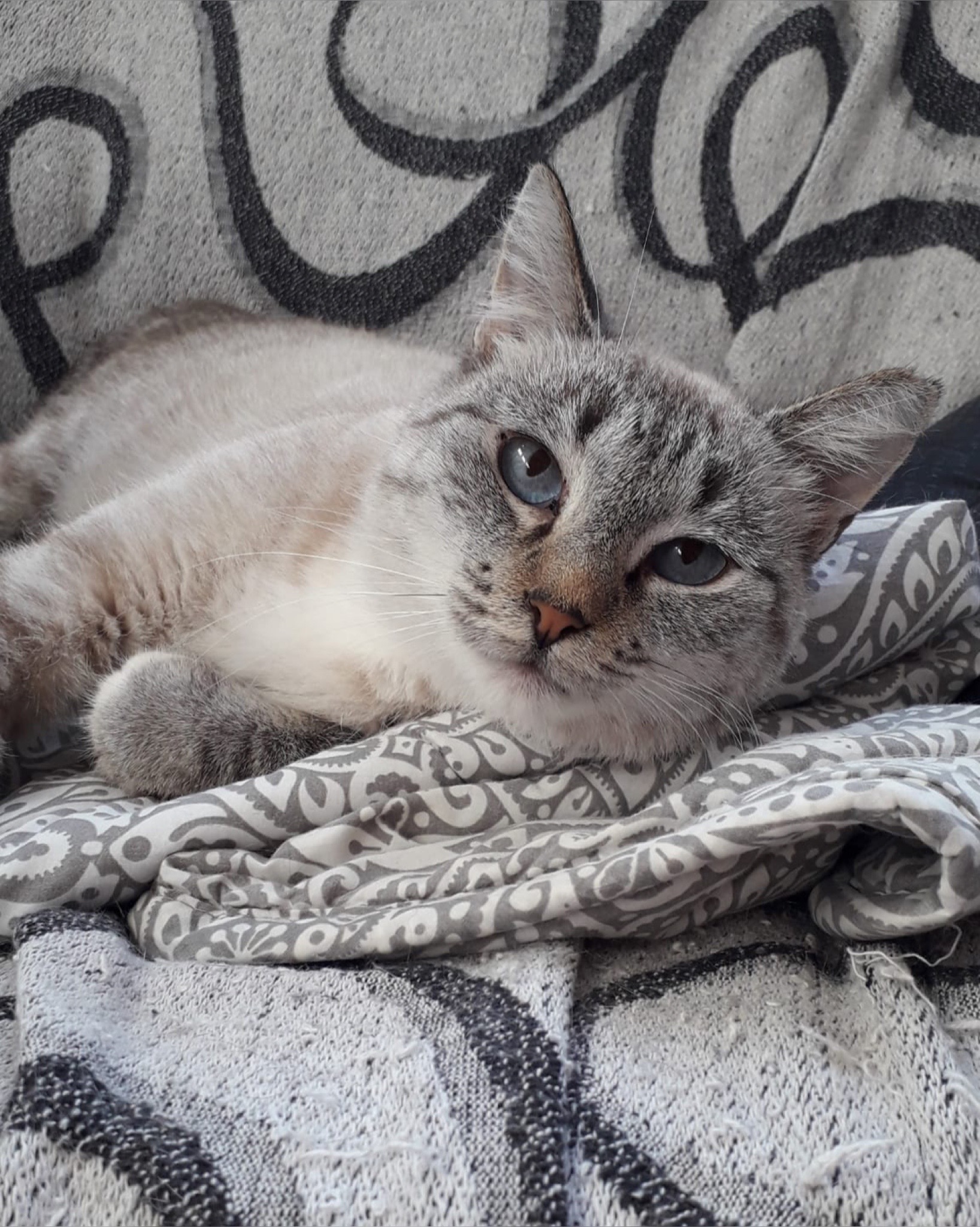 Siam-Mix Katze Wanda