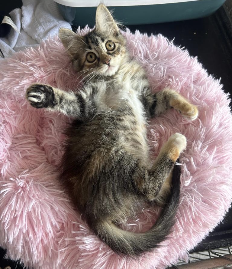 Kitten Carla & Betzi