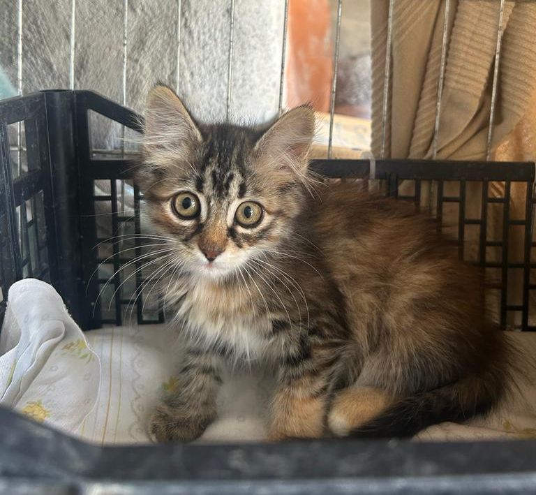 Kitten Carla & Betzi