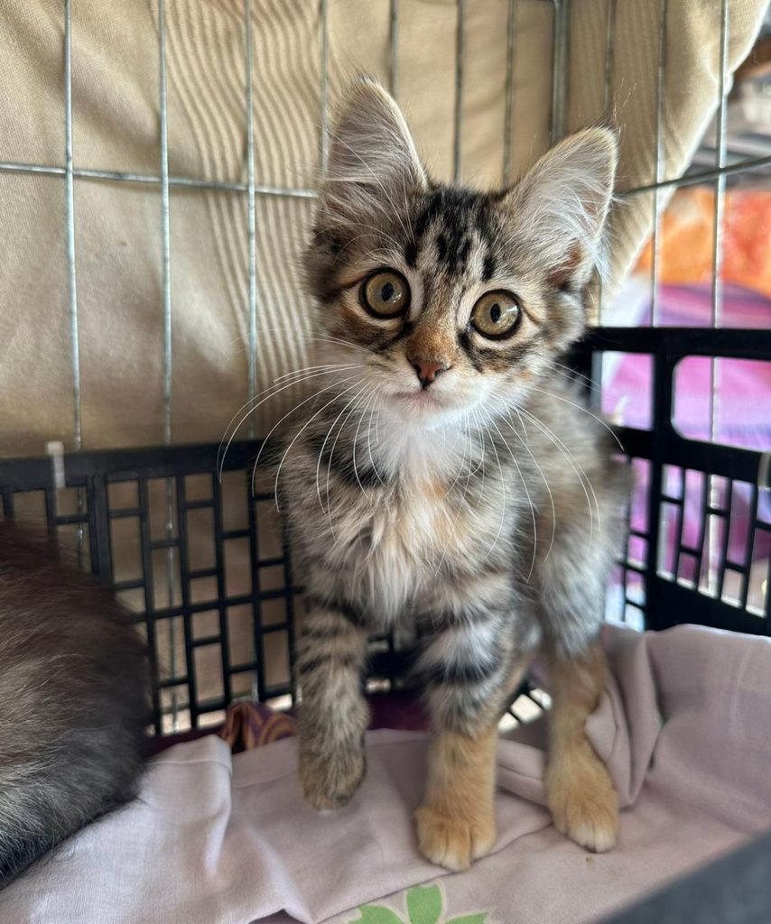 Kitten Carla & Betzi