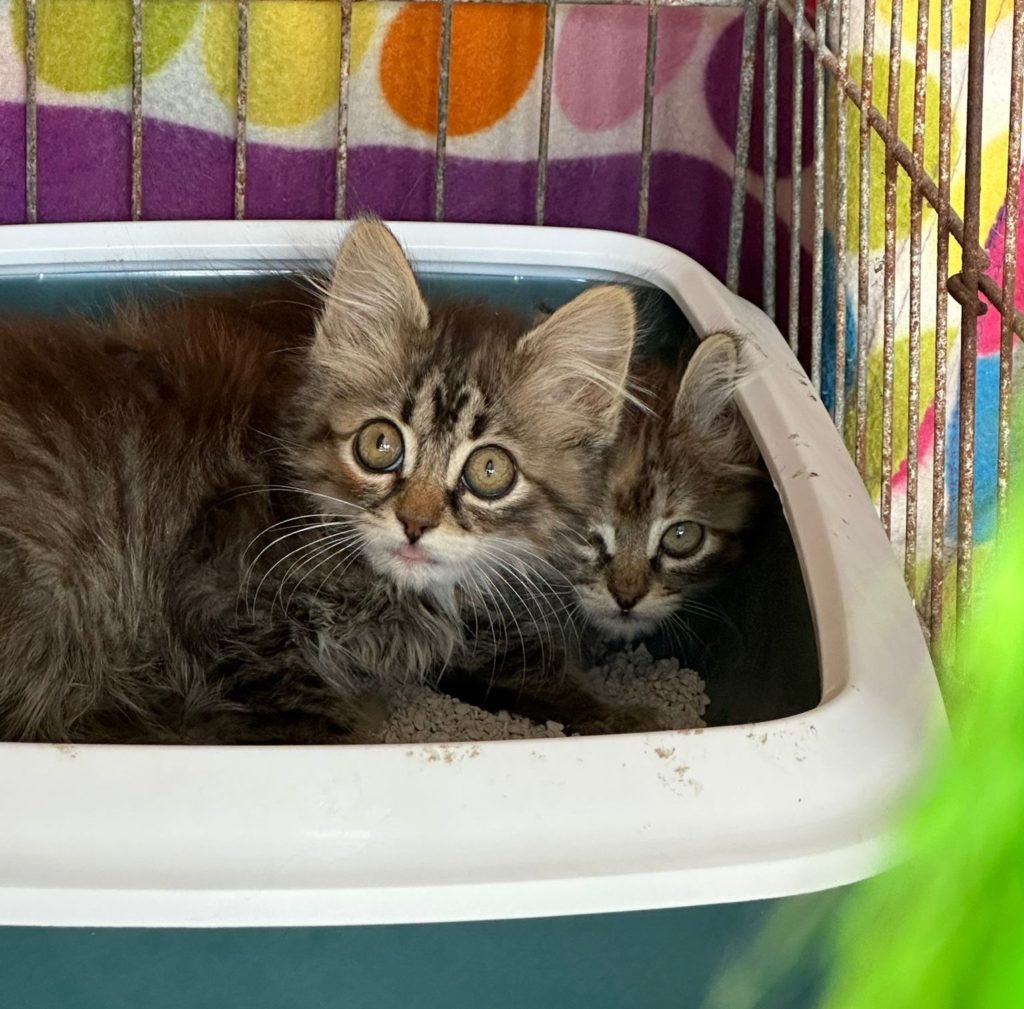 Kitten Carla & Betzi