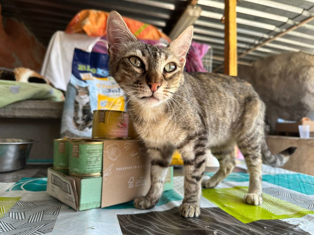 Aico und Katzenfutter Terra Felis