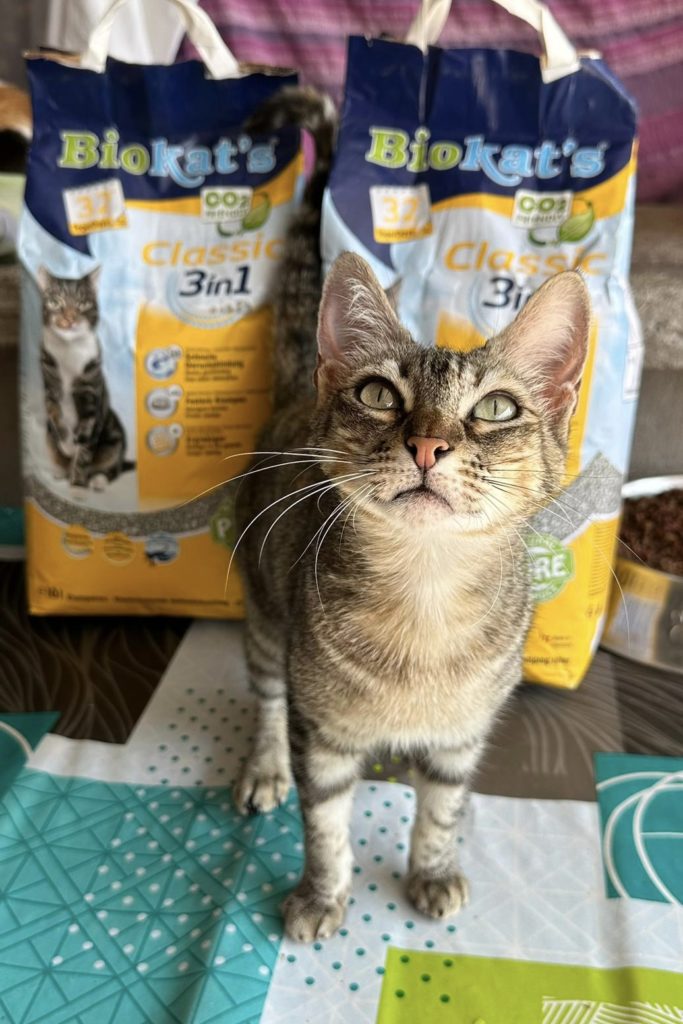 Aico und Katzenstreu Biokats