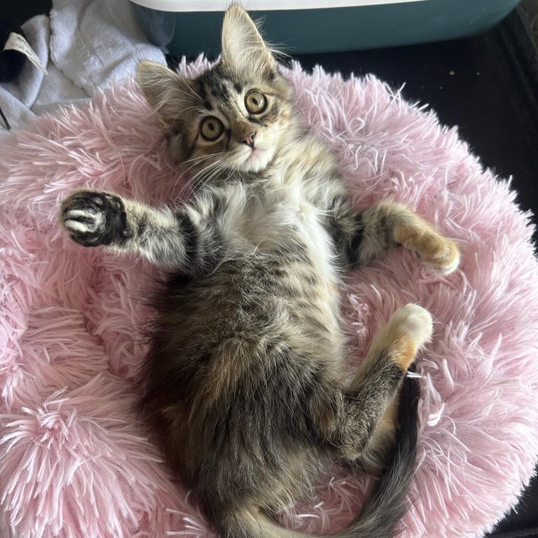 Betzi in Kuschelbettchen