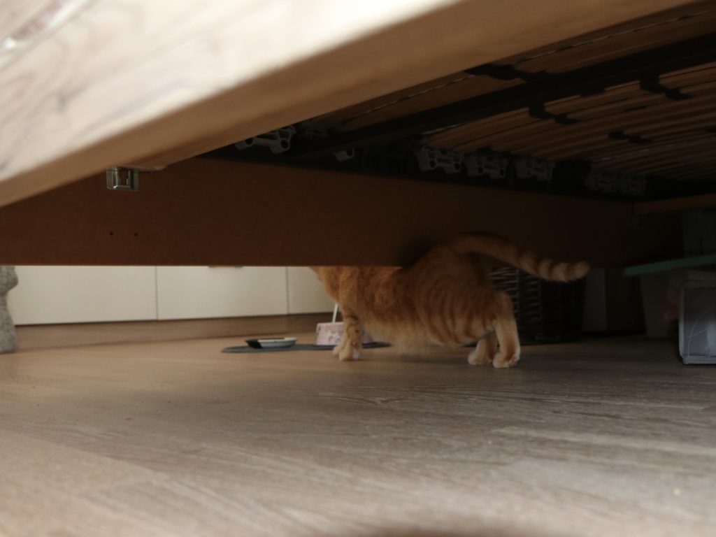 Die-Katze-gibt-das-Tempo-vor