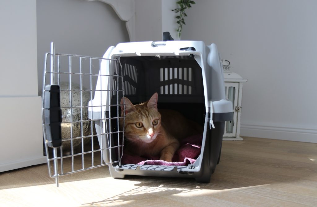 Eine Katze zieht ein