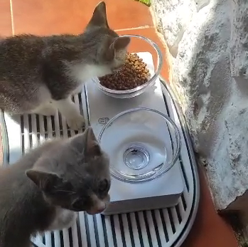 Hobbes und Ottilie am Catit Futternapf