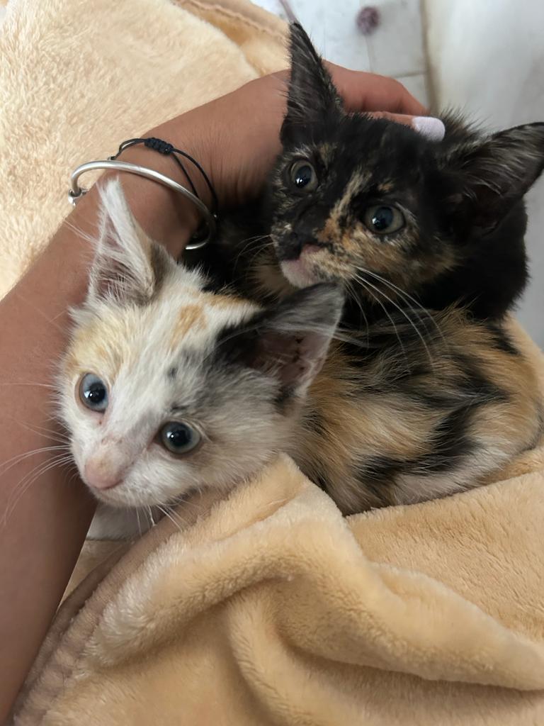 Gerettete KItten Filoumina und Queeny