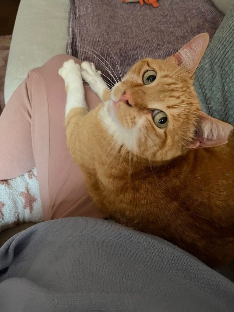Kater-Pepe-gewinnt-Vertrauen