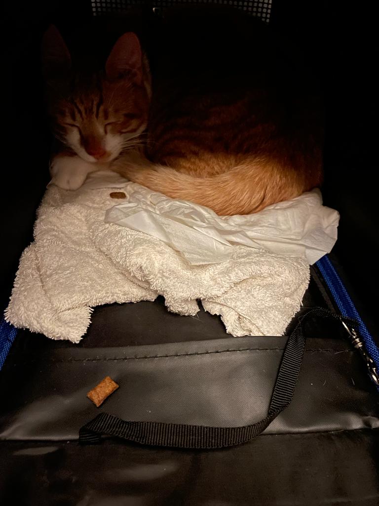 Kater-Sammy-ist-kaputt-von-der-Reise