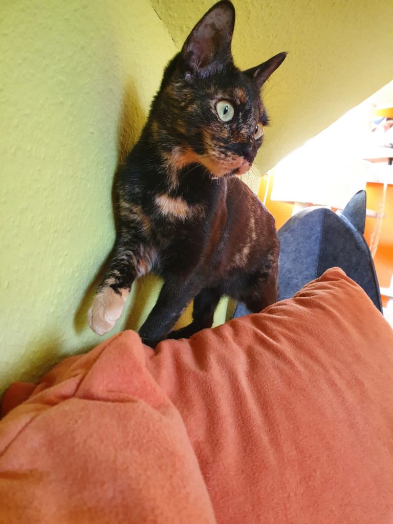 Katze-Betty-ist-ganz-mutig