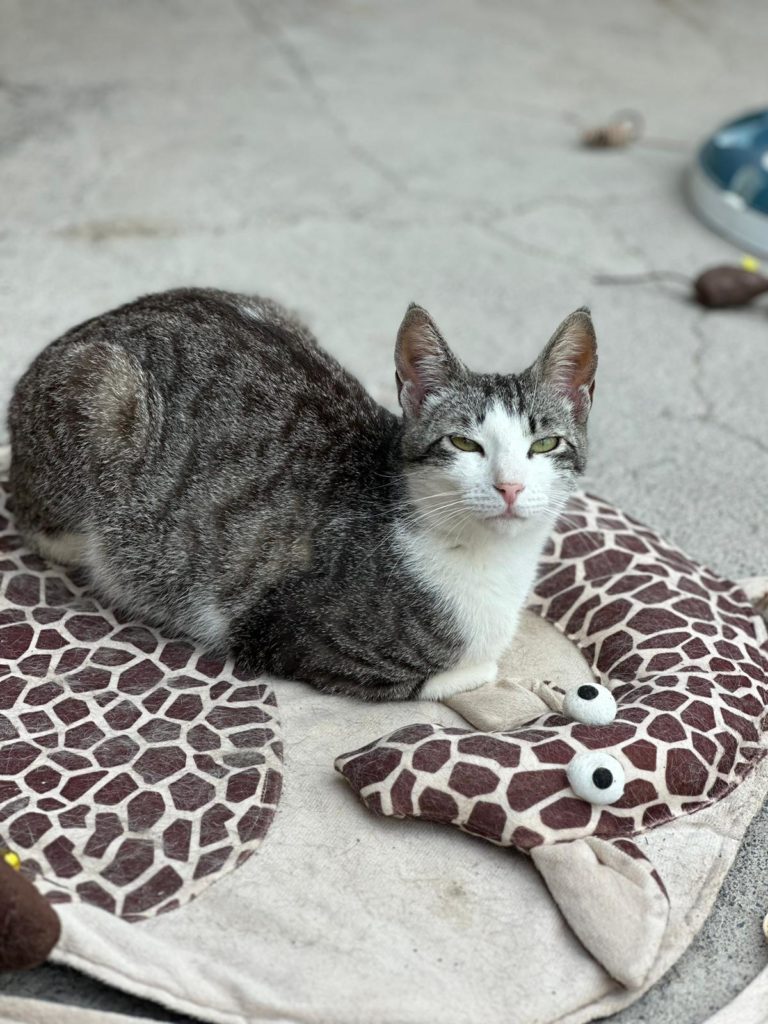 Kelly in Katzenbettchen