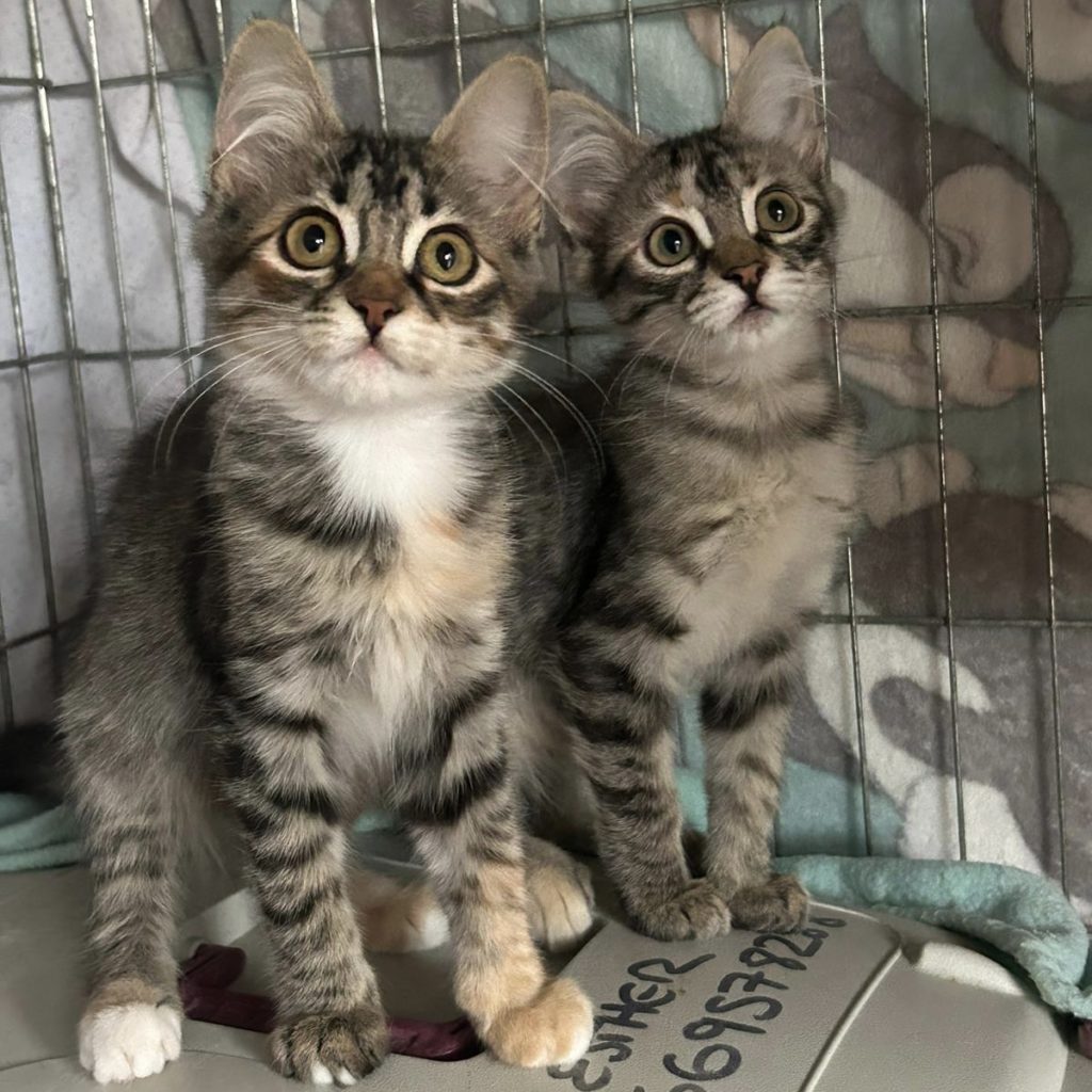 Kitten Carla und Betzi