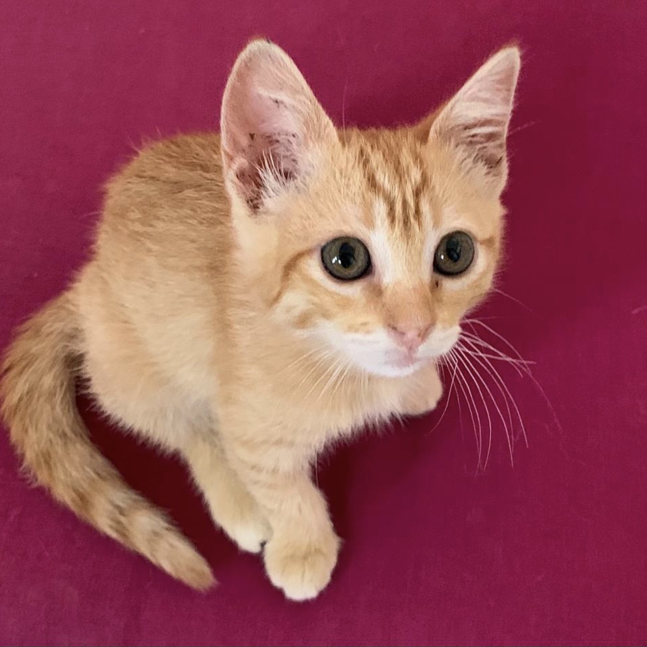 Kitten Frederica