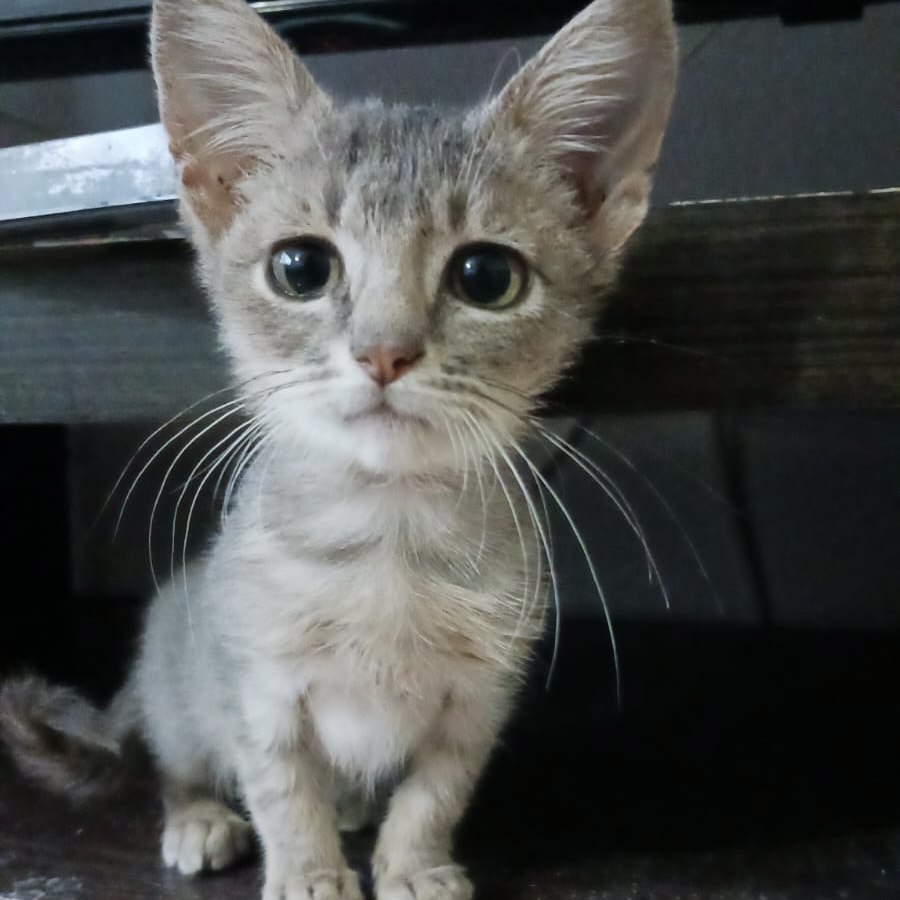 Kitten Josy