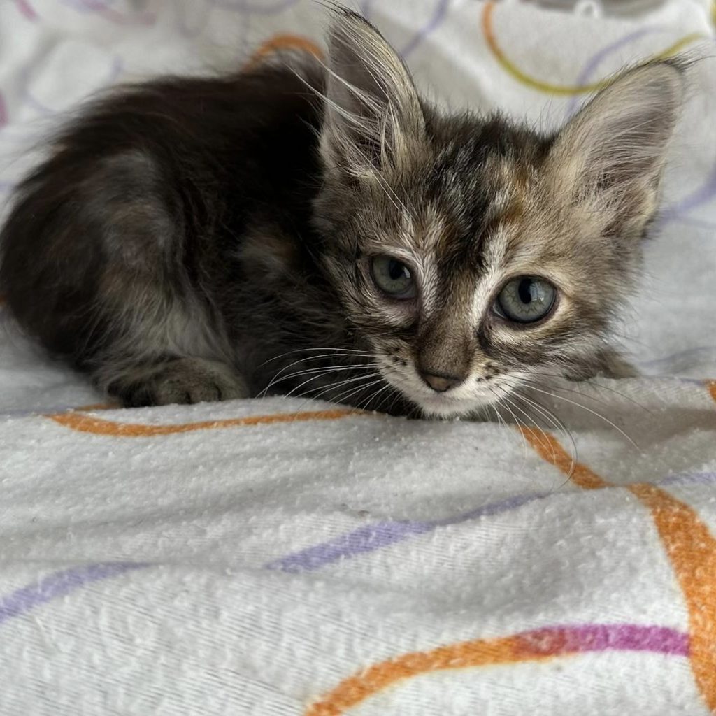 Kitten Keke