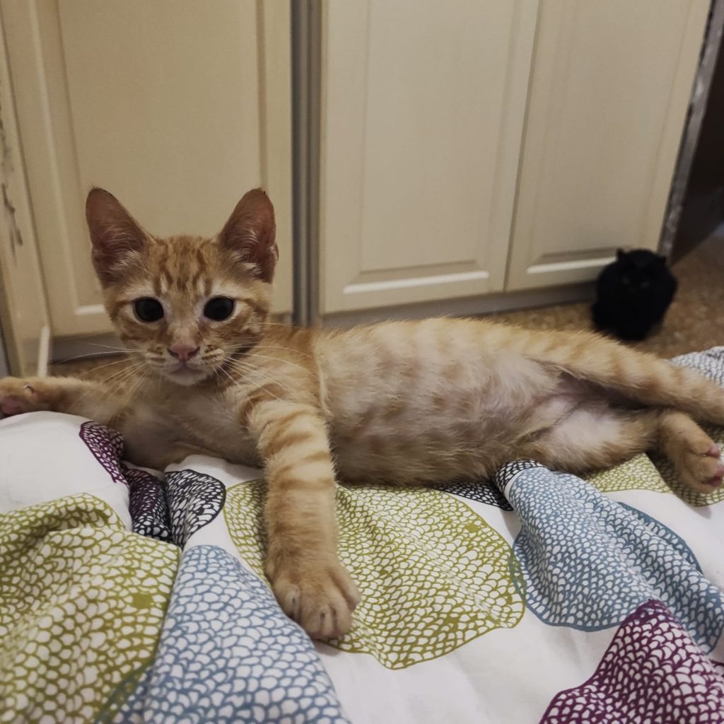 Kitten Sunny