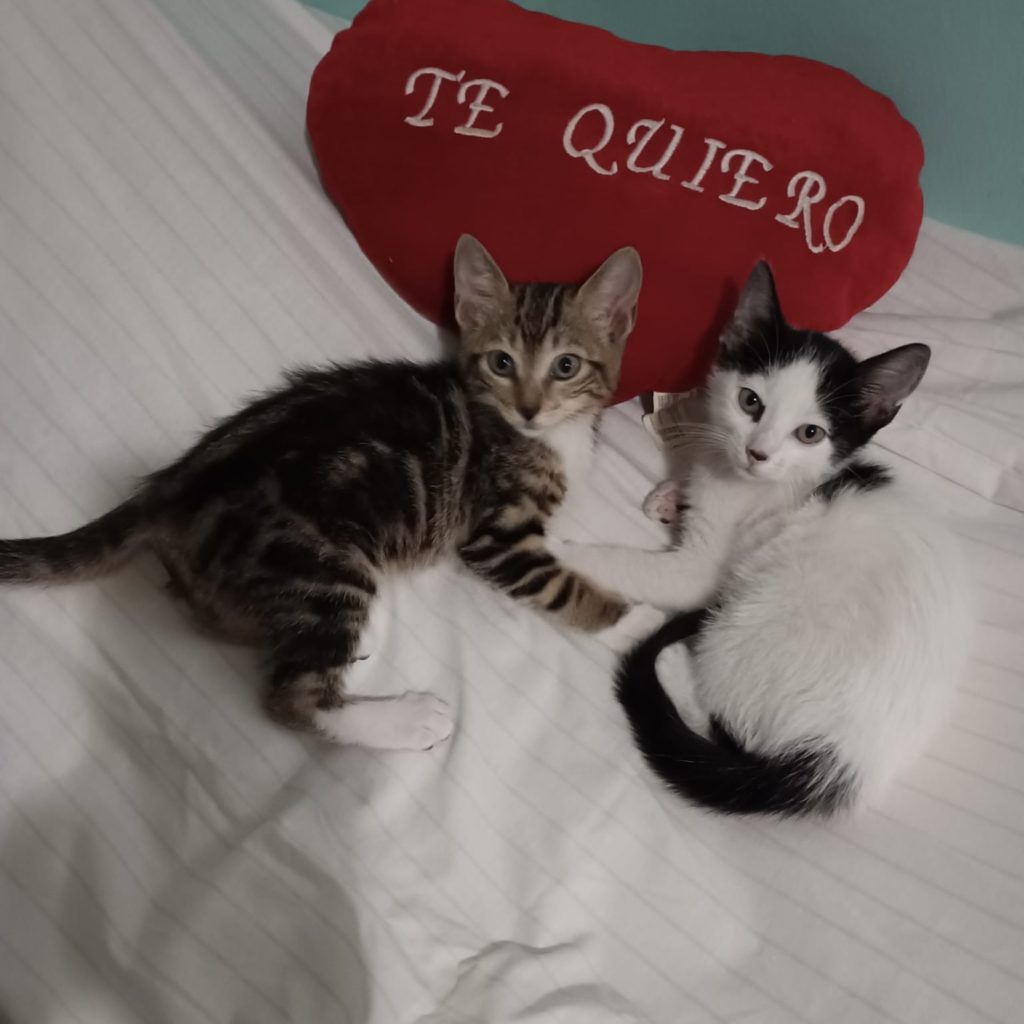 Kitten Sunny und Tinka