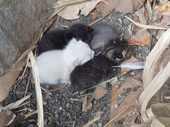 Kitten in Not