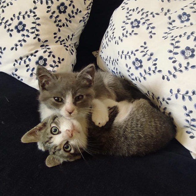 Kittenpaar Ottilie und Hobbs