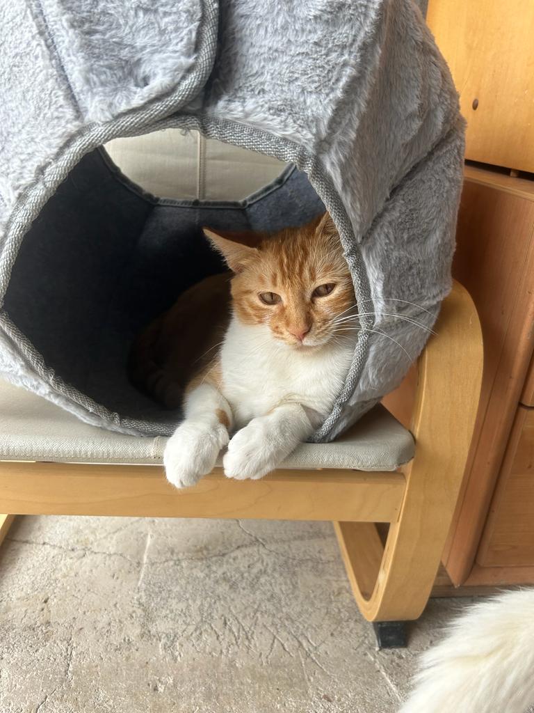 Lucy in Kuschelhöhle