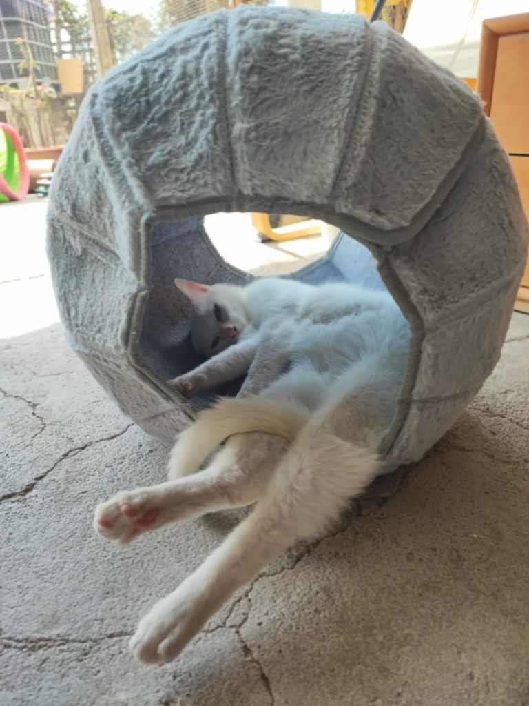 Samy in Kuschelhöhle