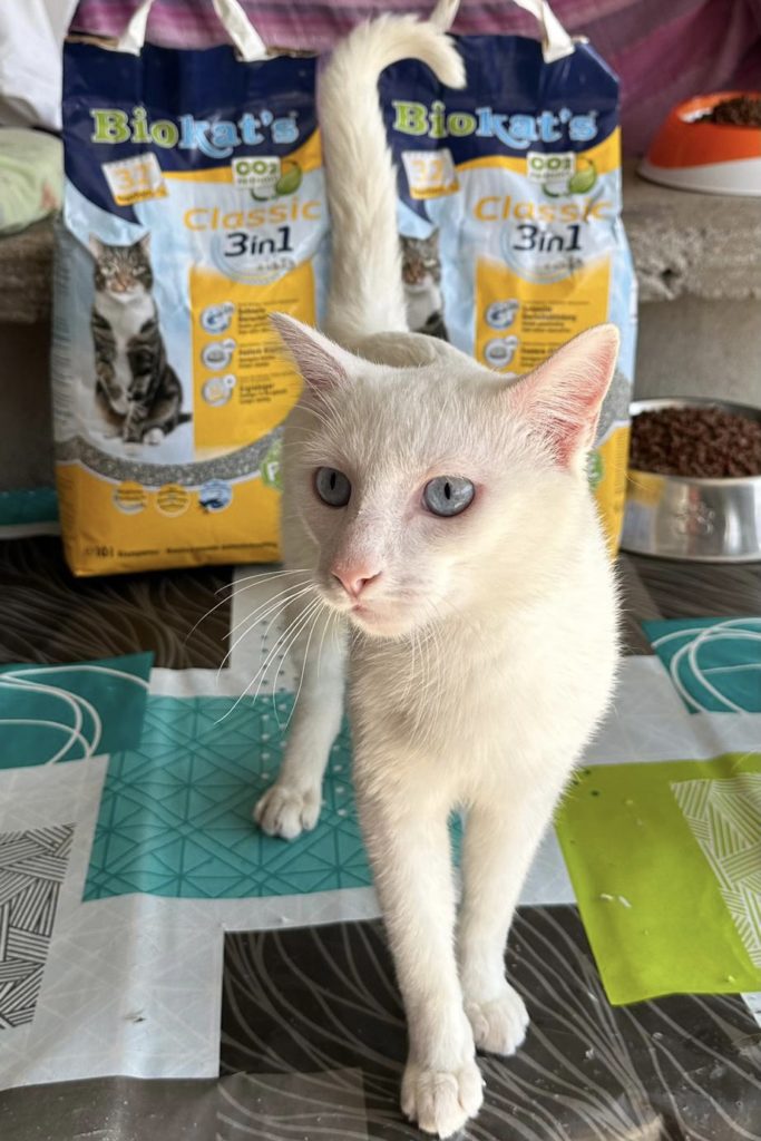 Samy und Katzenstreu Biakats