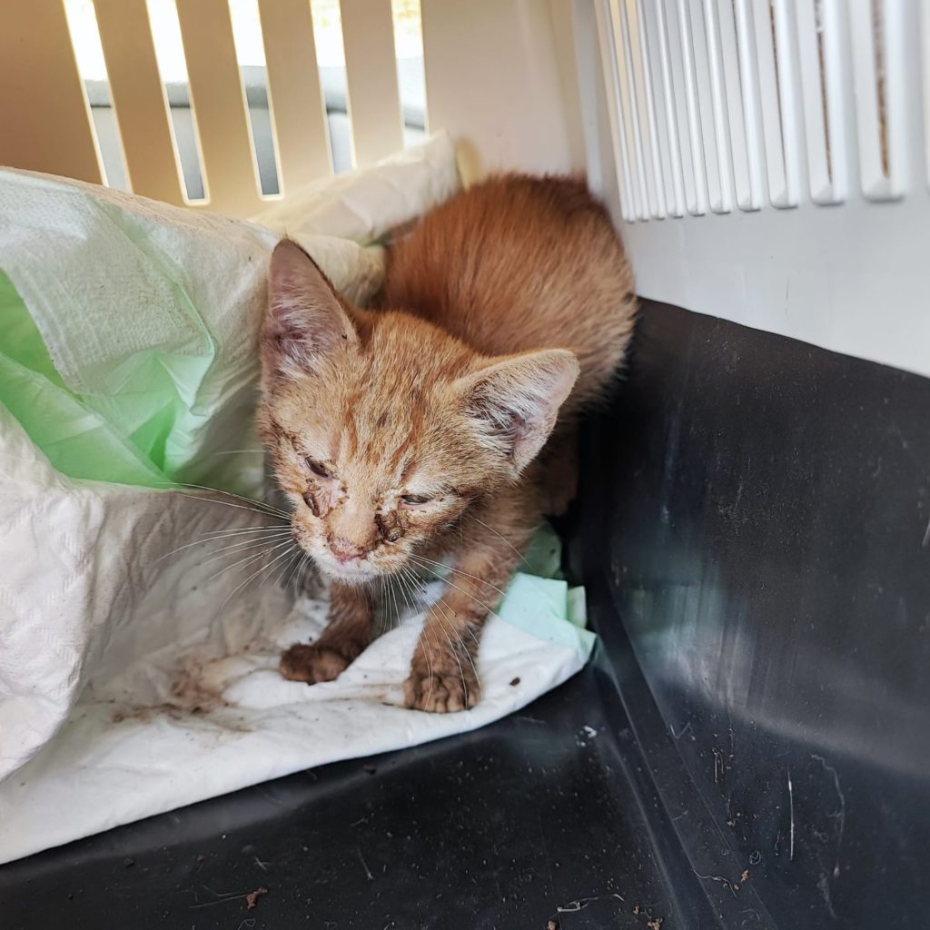 Kitten Sunny nach seiner Rettung