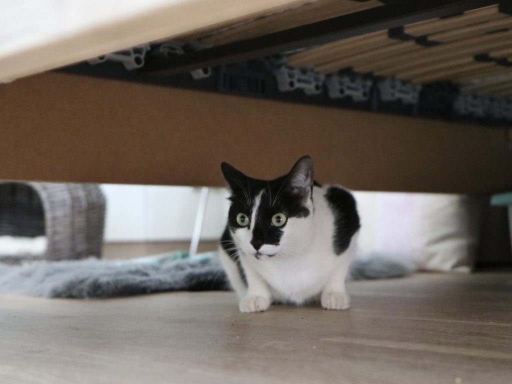 Unterm-Bett-ist-es-sicher