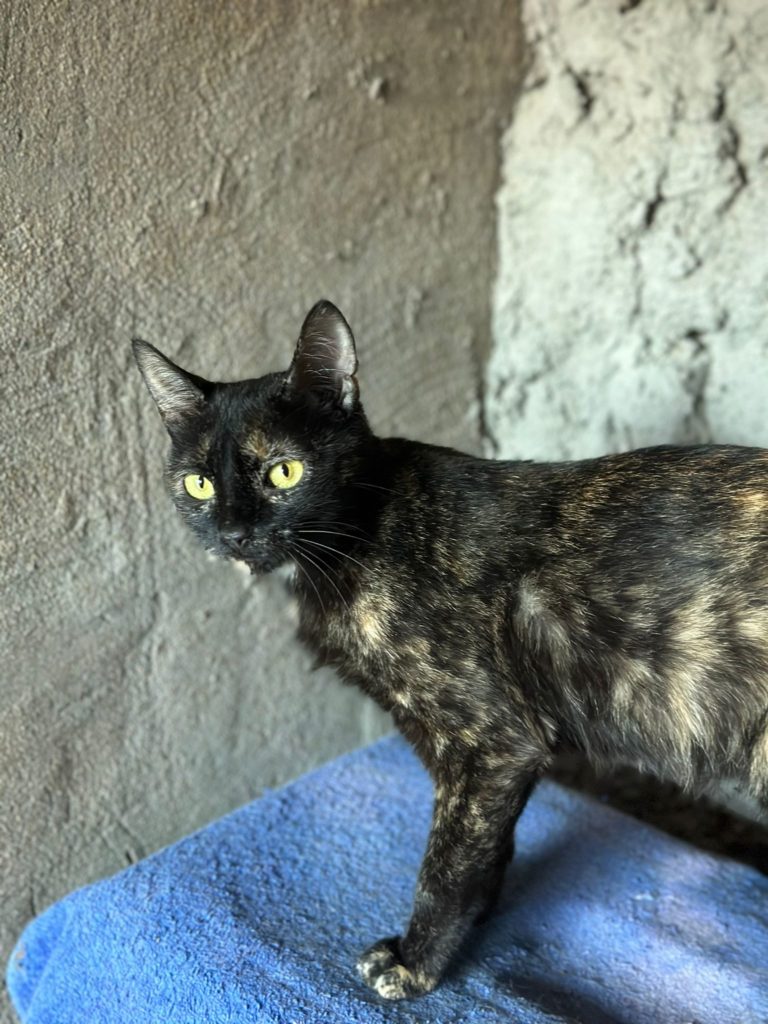 Schildpattkatze Patty