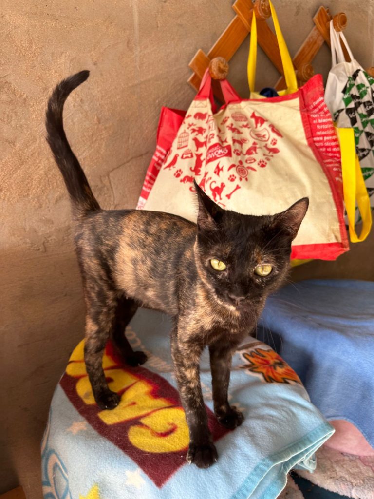 Schildpattkatze Patty