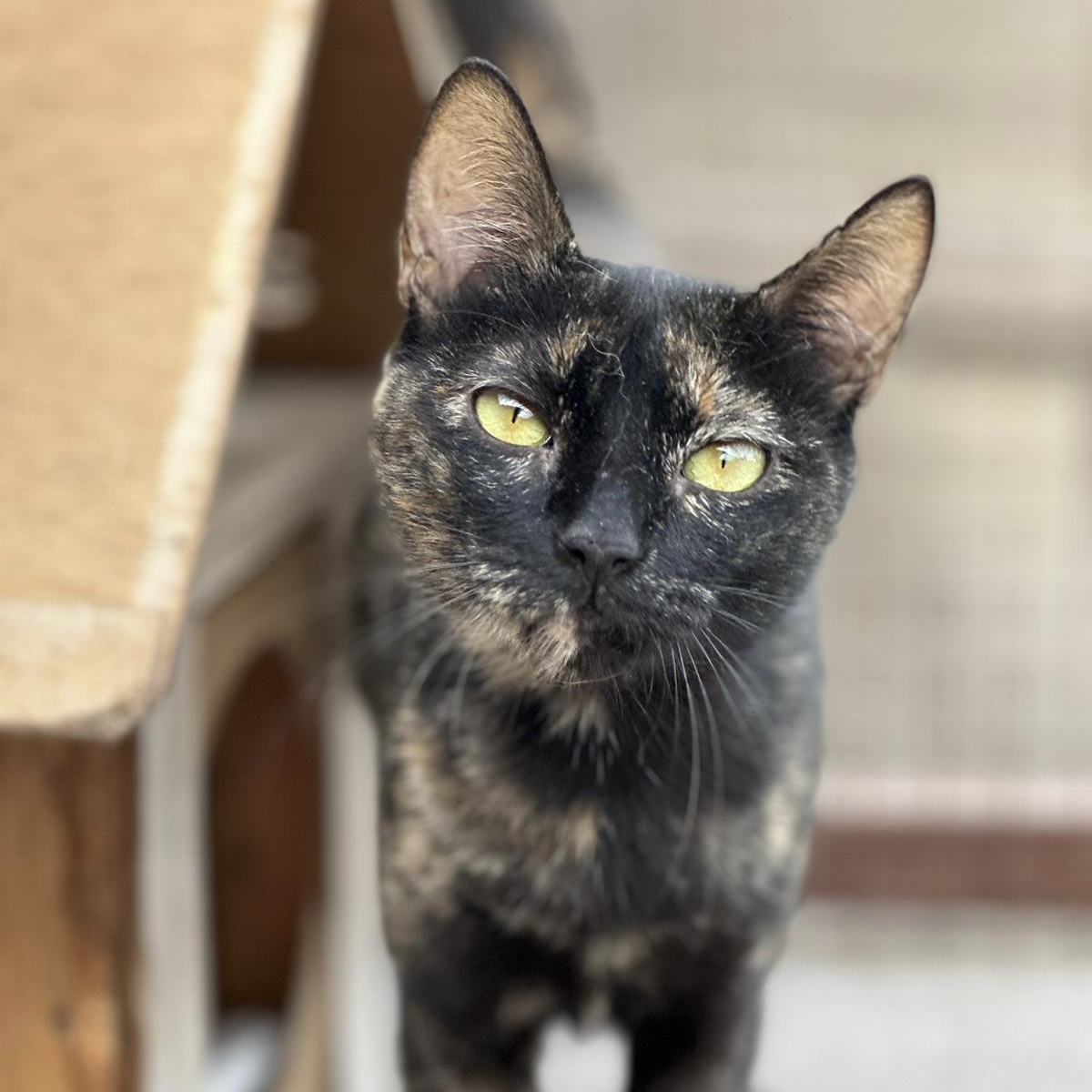 Schildpattkatze Patty