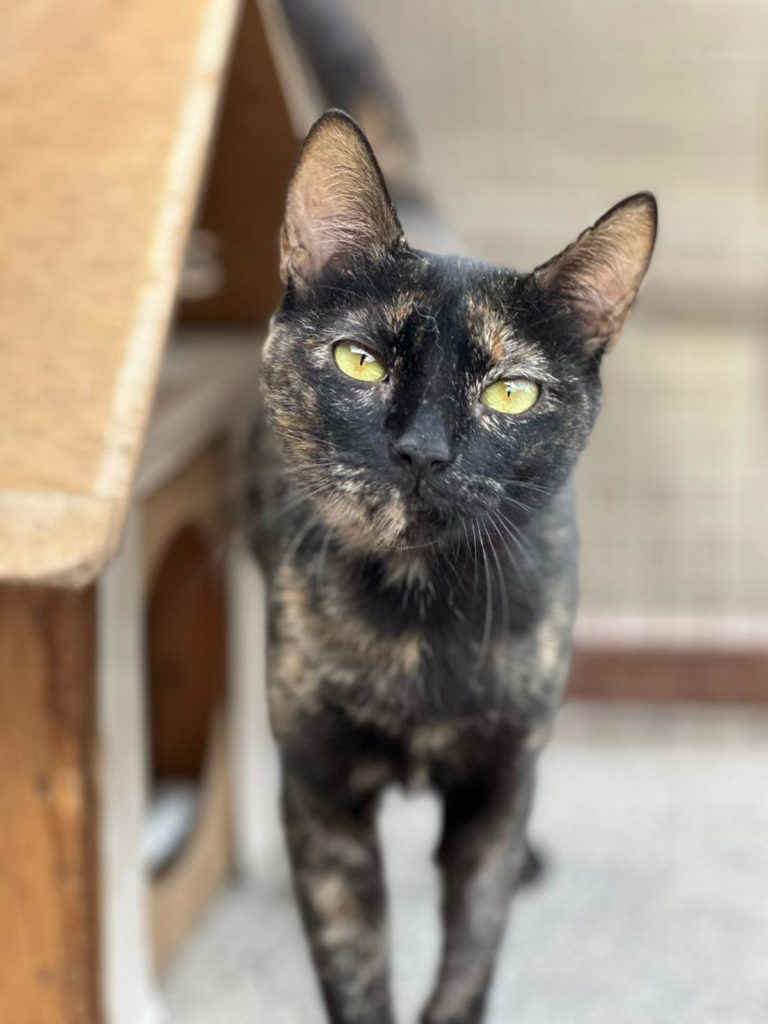Schildpattkatze Patty