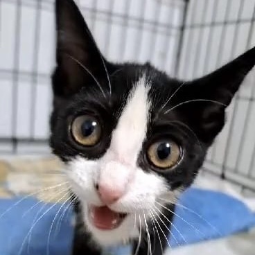 Schwarz-weiß Kitten Hexe