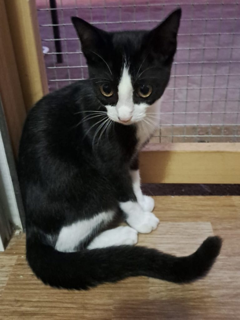 Schwarz-weiß Kitten Hexe