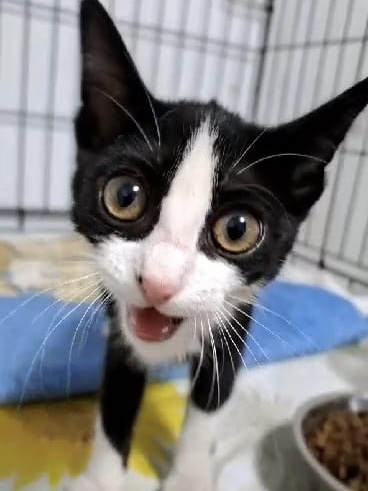 Schwarz-weiß Kitten Hexe