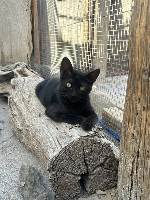 Schwarzes Kitten Philina