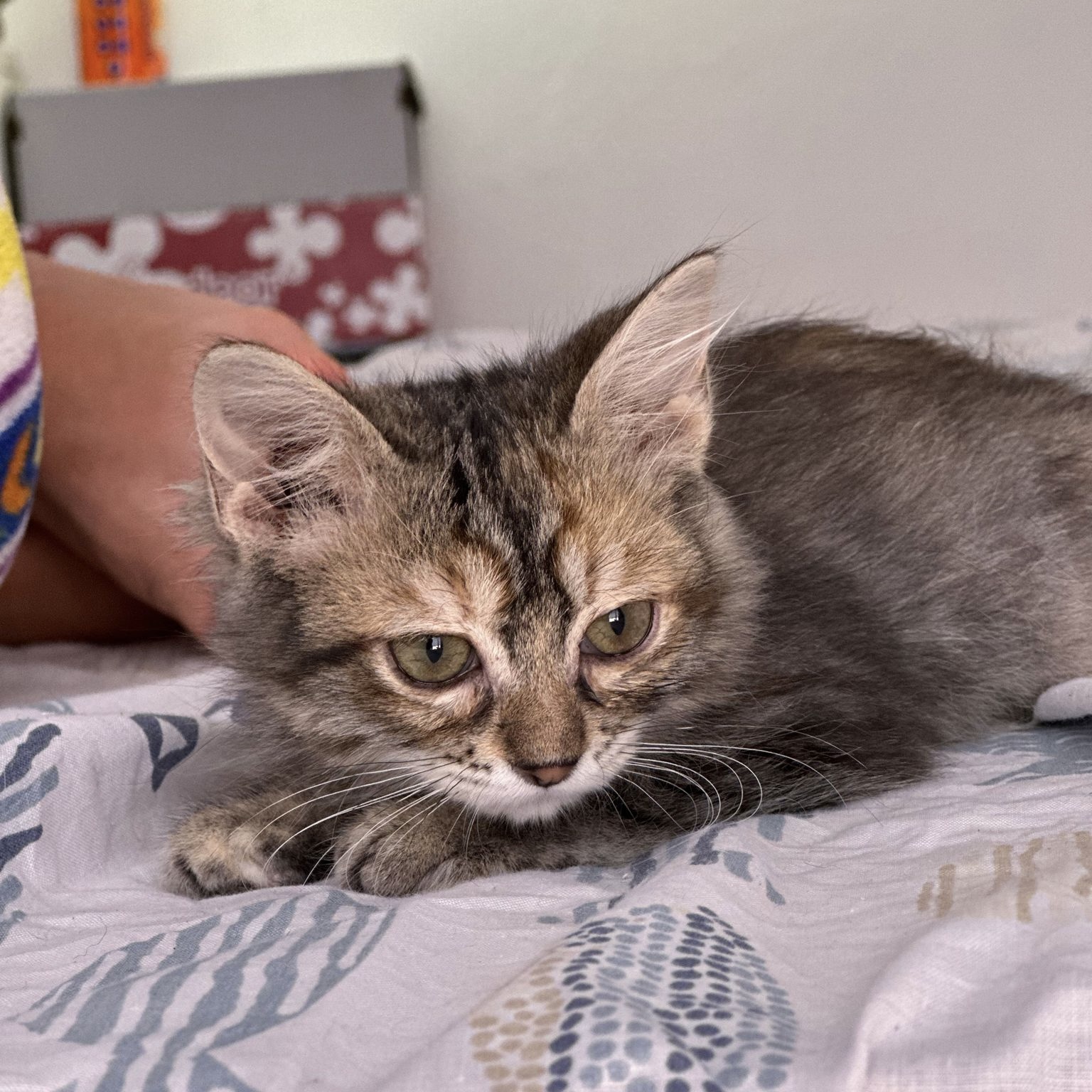 Tiger-Kitten Keke